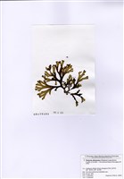 藏品(雙生網地藻)的圖片